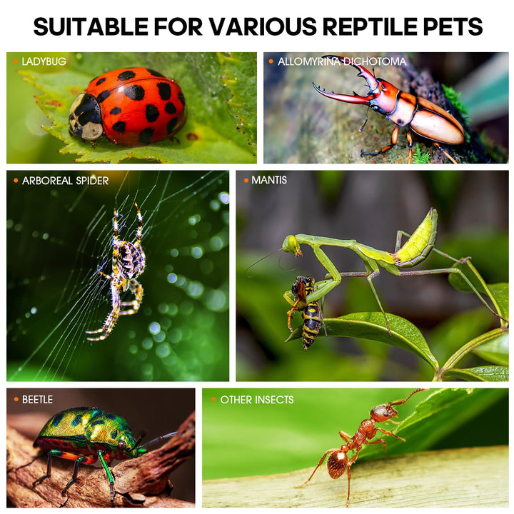 MYGIIKAKA Jumping Spider Enclosure Accessories, Tarantula Spider Box, Bug Cage, Praying Mantis Habitat Enclosure, Snail Insect Terrarium, Caterpillar Habitat (3x3x6 inch)