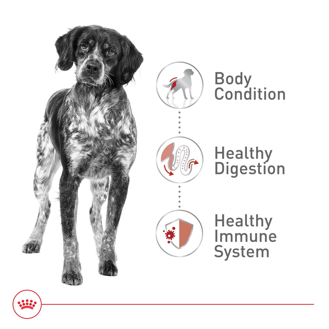 Royal Canin Size Health Nutrition Medium Adult Dry Dog Food, 30 lb Bag