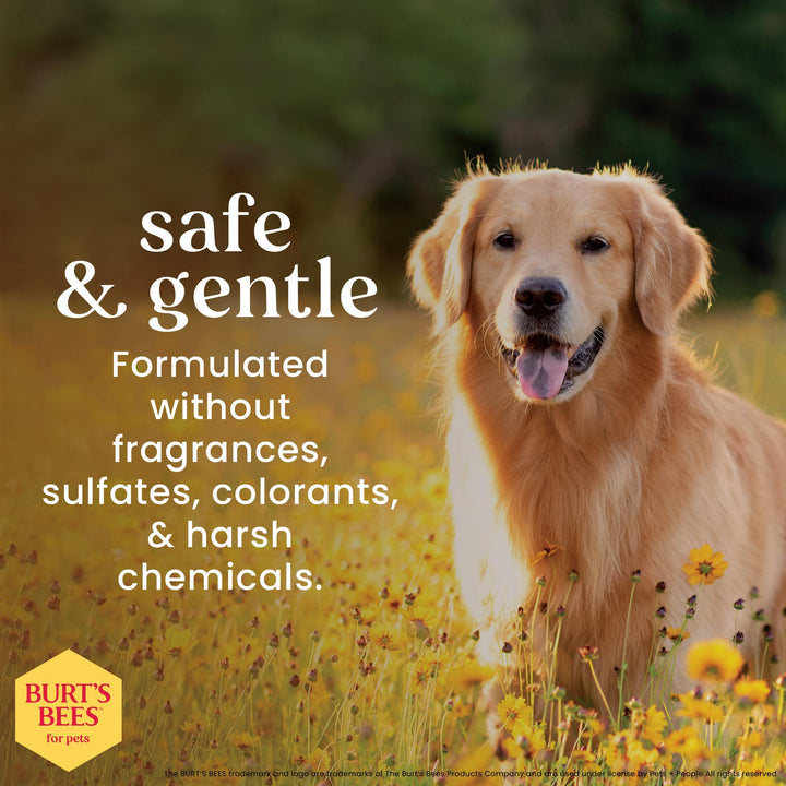 Burts Bees for Pets Hypoallergenic Dog Shampoo, Shea Butter Honey, 16 Fl Oz