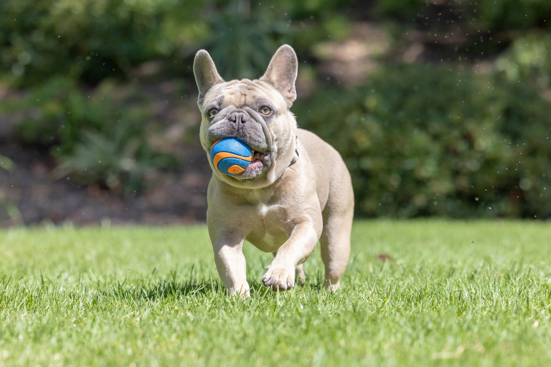 Chuckit! Ultra Squeaker Dog Balls, Floating, Medium 2.5-in, 2-Pack