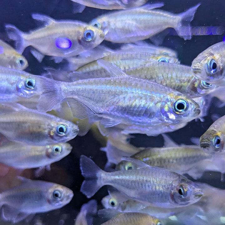 Congo Tetra Juveniles (Pack of 4) - Exotic Freshwater Fish for Aquarium