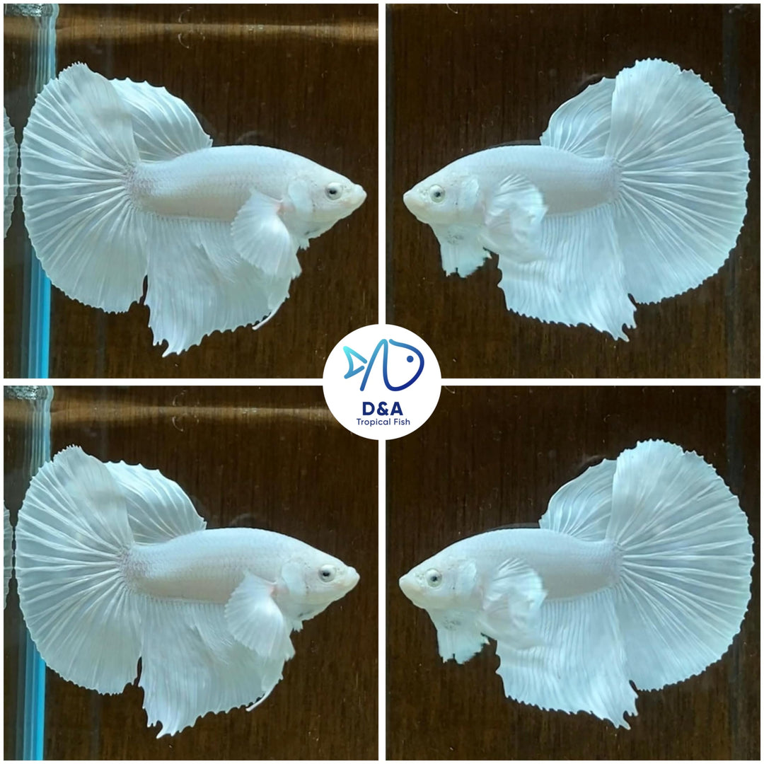 D&amp;A Tropical Live Fish-1 Male Halfmoon Betta Live Fish- Live Betta Fish for Pond, Fish Tank or Aquarium, Live Fish Freshwater (White)