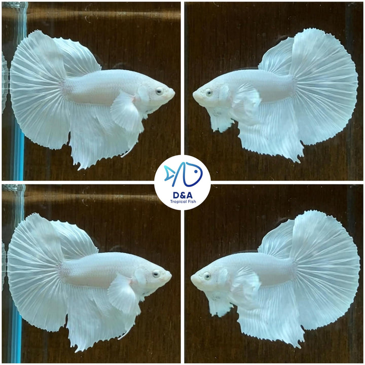 D&amp;A Tropical Live Fish-1 Male Halfmoon Betta Live Fish- Live Betta Fish for Pond, Fish Tank or Aquarium, Live Fish Freshwater (White)