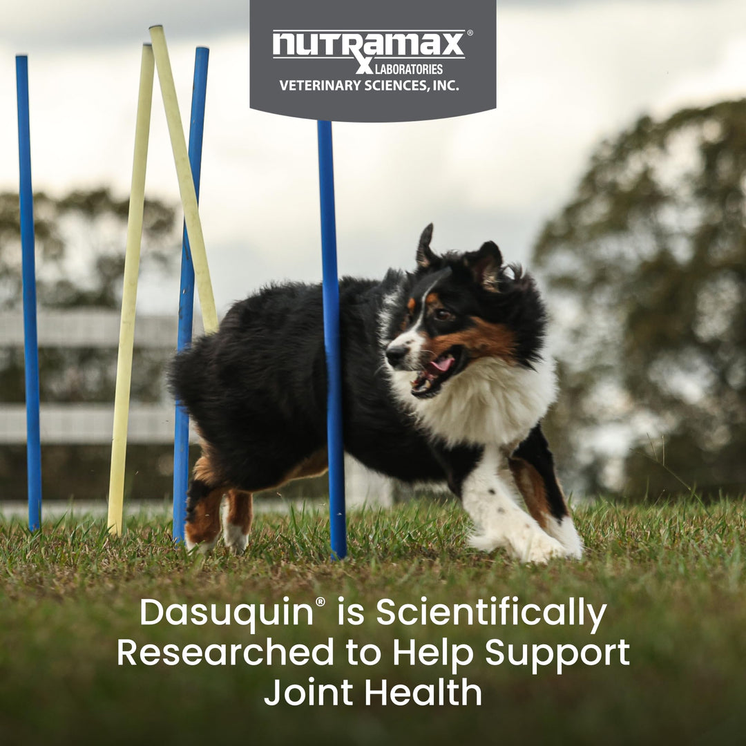 Nutramax Dasuquin MSM Joint Supplement, Large Dogs Chewable Tablets, 150ct