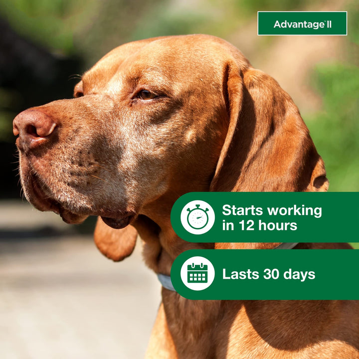 Advantage II Large Dog Topical Flea Treatment &amp; Prevention, 4ct