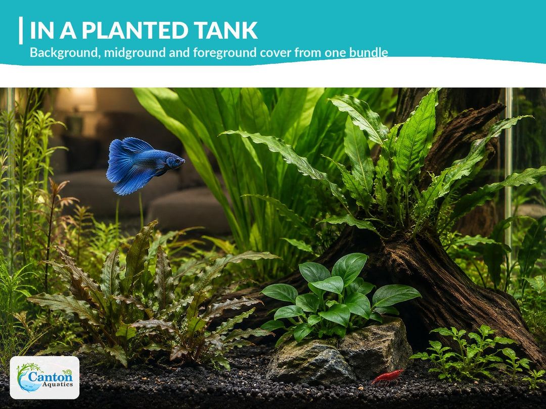Live Aquarium Plants Bundle 4 Pack - Amazon Sword, Cryptocoryne &amp; 2 Java Fern - Easy Beginner Freshwater Plants for Betta &amp; Shrimp Tanks, No CO2 Needed