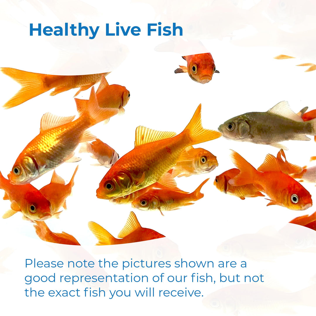 Toledo Goldfish Classic Comet Goldfish: Live Goldfish with a Variety of Sizes for Ponds, Tanks, and Aquariums - 3-4 Inches, 5 Count