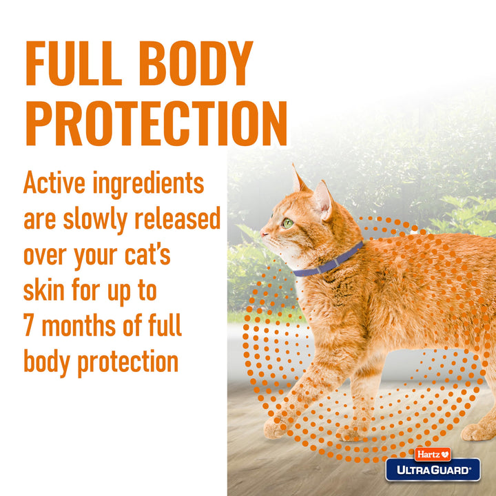 Hartz UltraGuard Flea &amp; Tick Collar for Cats and Kittens, 7 Month Flea and Tick Protection and Prevention, White