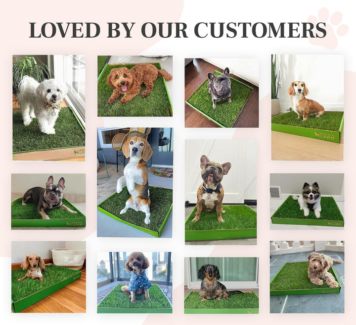 DoggieLawn Real Grass Dog Pee Pads - Medium Dog Potty Pad 24x20