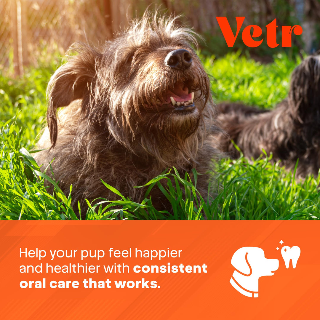 vetr Dental Formula for Dogs - Peppermint Flavored Oral Care Liquid Additive with Enzymes for Breath and Teeth Support - 16 oz (500mL) - Vet-Formulated in USA