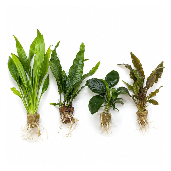 Live Aquarium Plants Bundle 4 Pack - Amazon Sword, Cryptocoryne &amp; 2 Java Fern - Easy Beginner Freshwater Plants for Betta &amp; Shrimp Tanks, No CO2 Needed