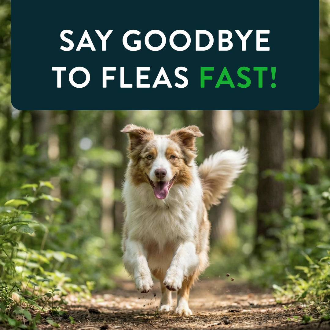 Capstar Oral Flea Tablets Dogs 25+ lbs, Nitenpyram, 6-Dose