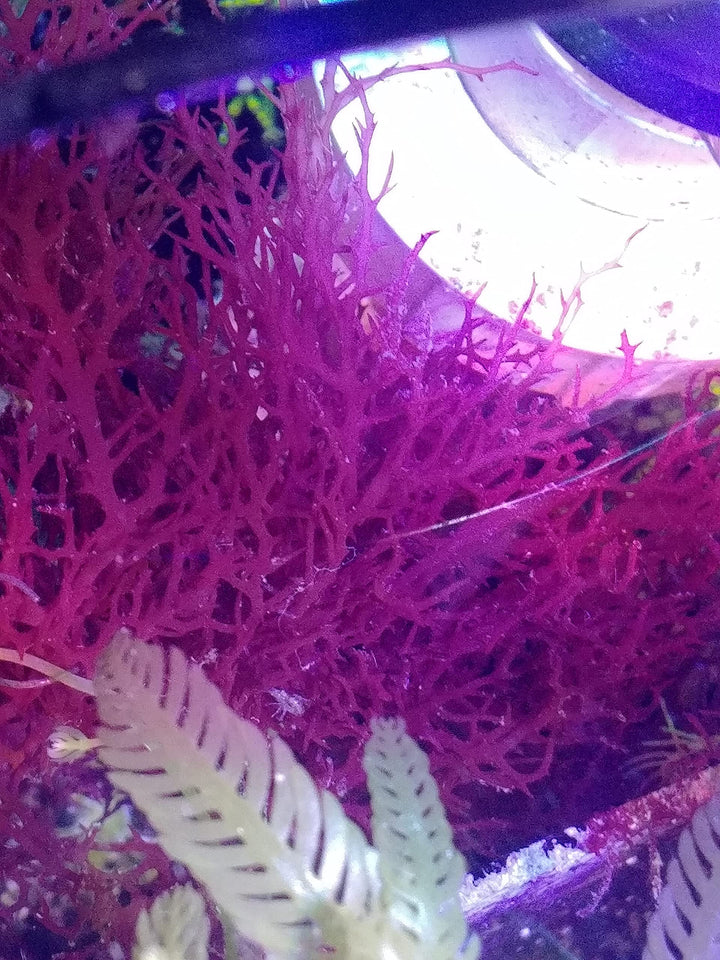 Generic Live Red Parvispora Gracilaria Macro Algae Reef Refugium Saltwater Plant Marine