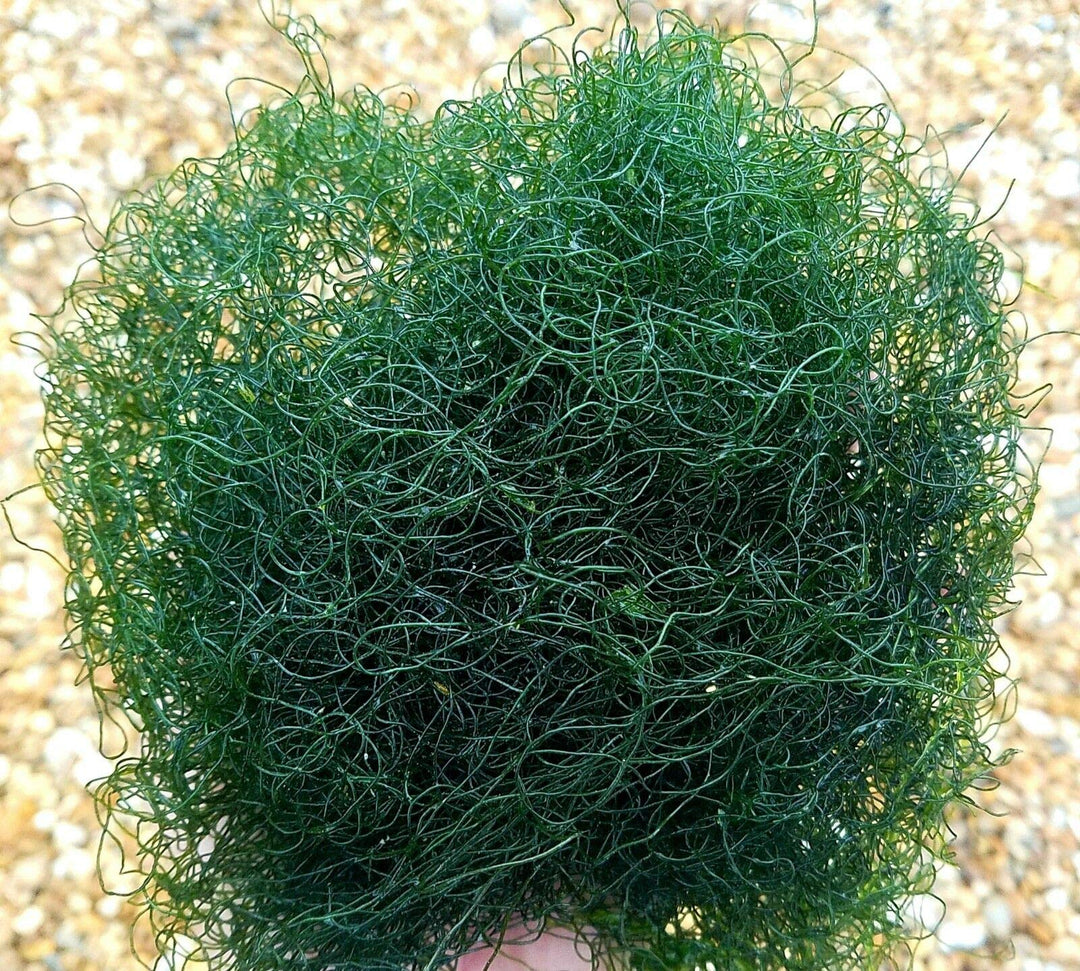 Live Saltwater Plant Chaetomorpha Macro Algae Chaeto Chato Reef Refugium Coral Saltwater - 1/2 Cup