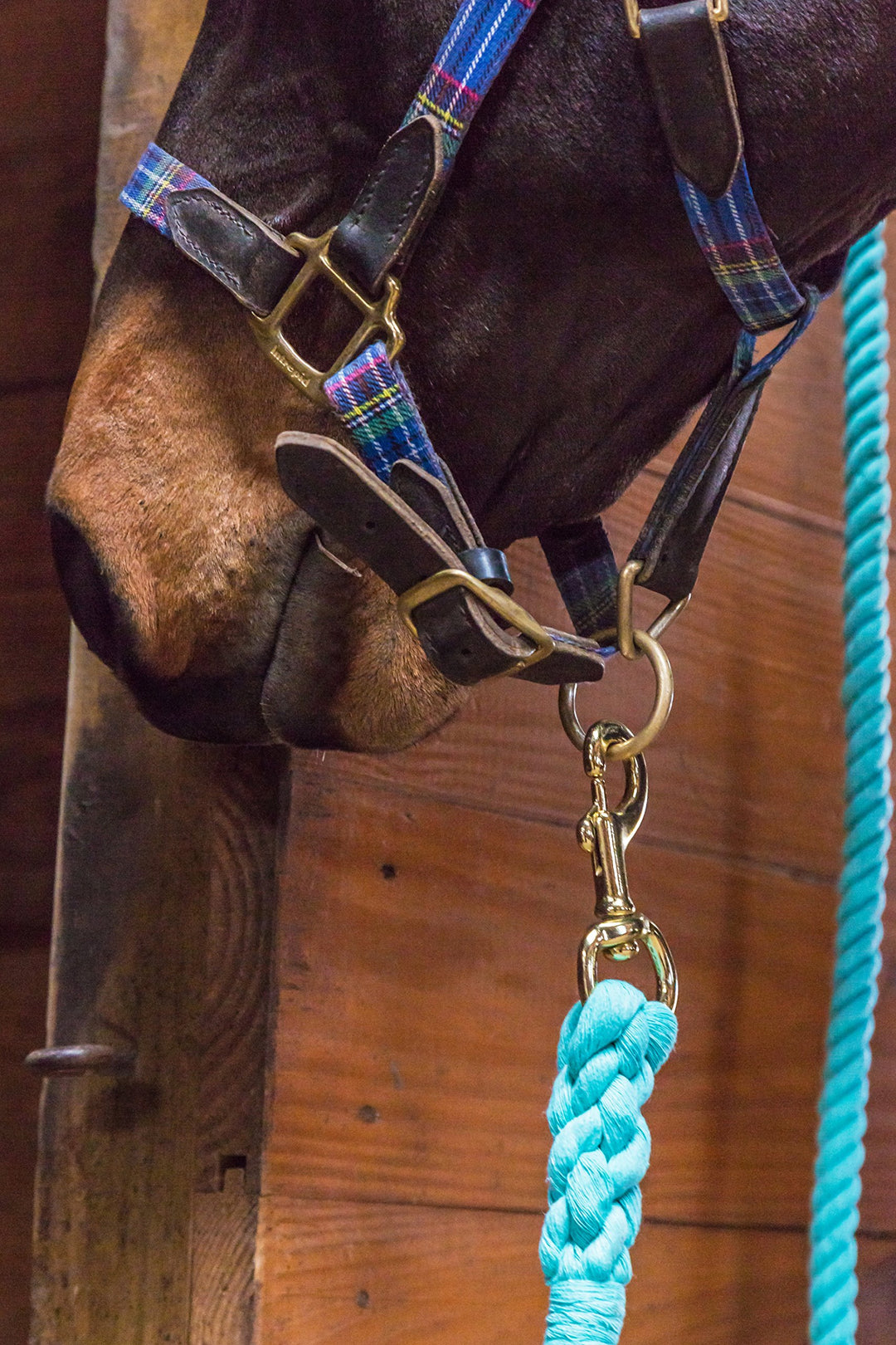 Intrepid International Horse Tack - Heavy Duty Cotton Rope Lead Ropes for Horses, with Durable Brass Trigger Snap, Attaches to Halter or Harness, Soft and Comfortable Grip - Royal Blue, 10 Feet