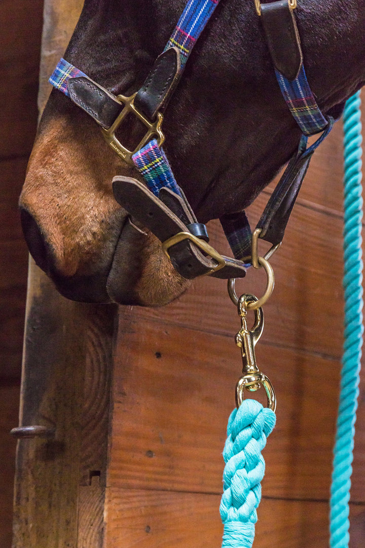 Intrepid International Horse Tack - Heavy Duty Cotton Rope Lead Ropes for Horses, with Durable Brass Trigger Snap, Attaches to Halter or Harness, Soft and Comfortable Grip - Royal Blue, 10 Feet