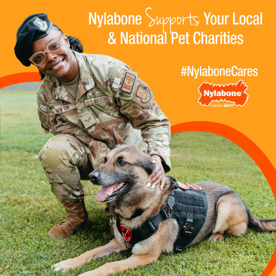 Nylabone Healthy Edibles Natural Dog Chews, Roast Beef Flavor, XL, 1 Ct