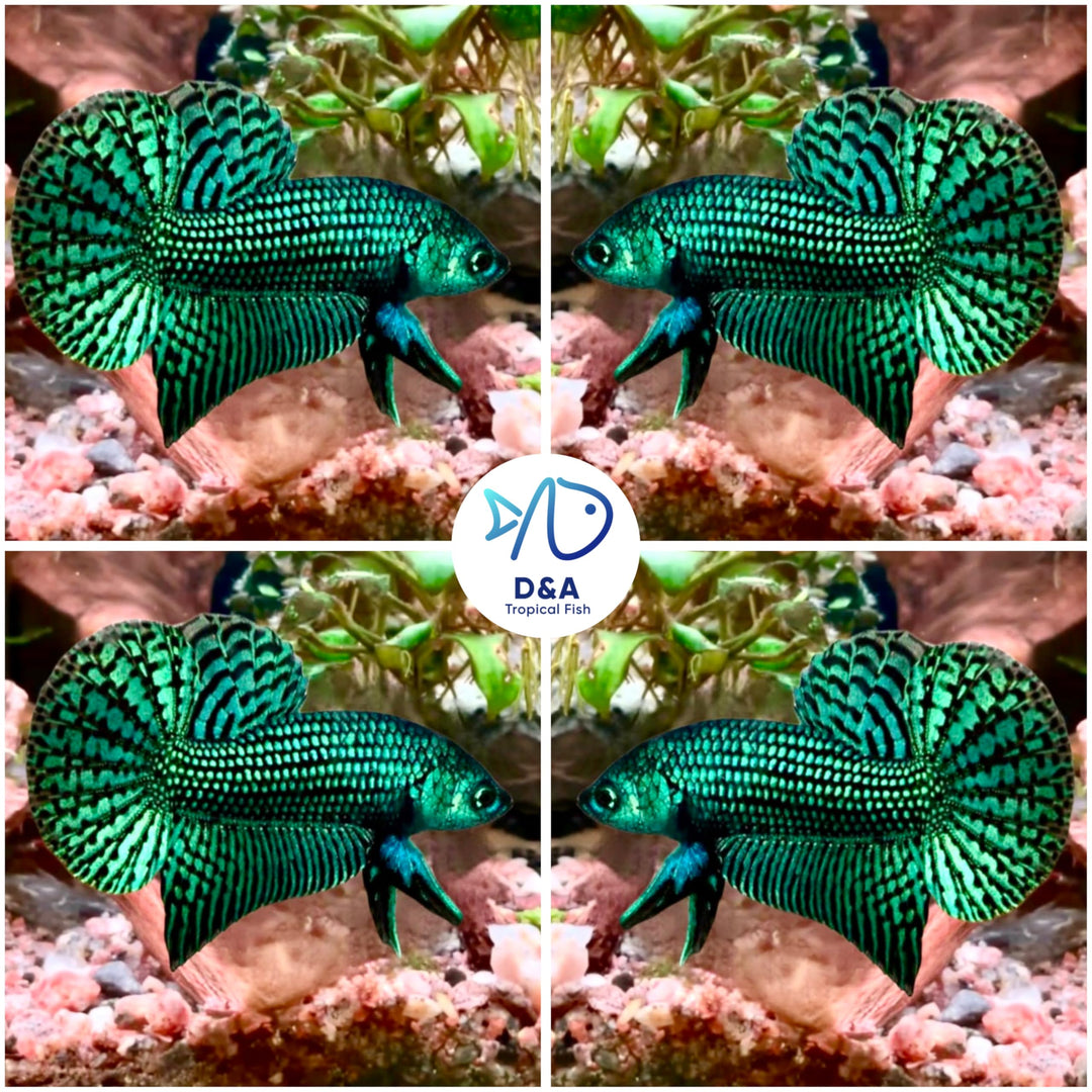 D&amp;A Tropical Live Fish-1 Male Wild Betta Alien Live Fish- Live Betta Fish for Pond, Fish Tank or Aquarium, Live Fish Freshwater (Green Moscow)