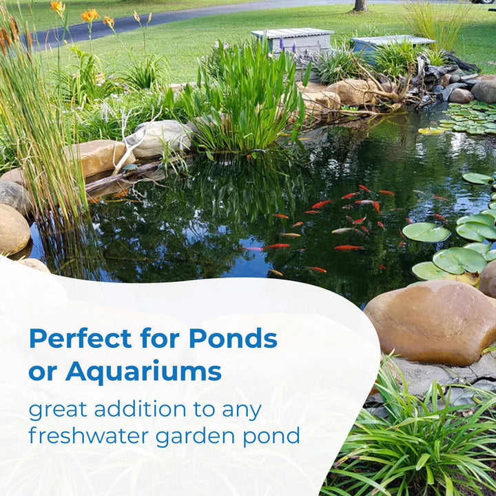 Toledo Goldfish Classic Comet Goldfish: Live Goldfish with a Variety of Sizes for Ponds, Tanks, and Aquariums - 3-4 Inches, 5 Count