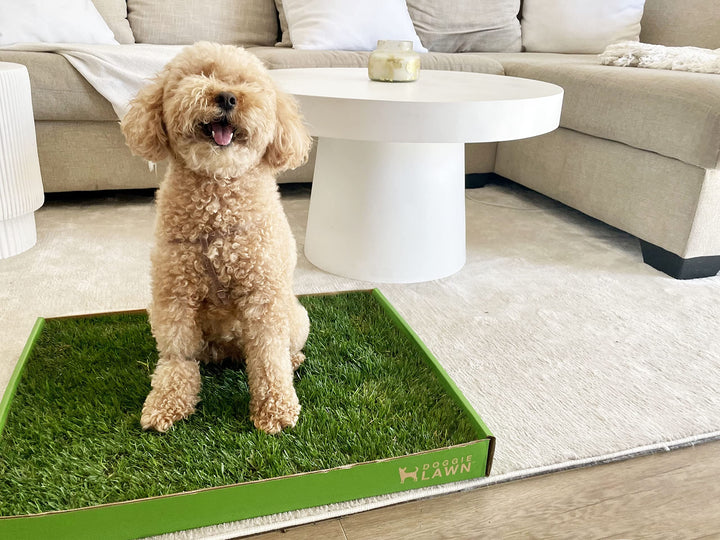 DoggieLawn Real Grass Dog Pee Pads - Medium Dog Potty Pad 24x20