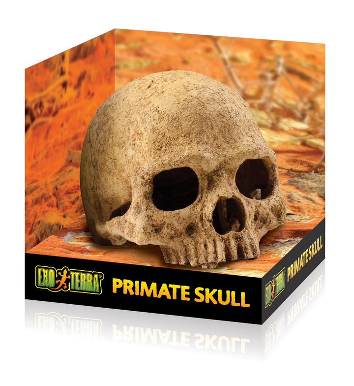 Exo Terra Primate Skull Terrarium D
