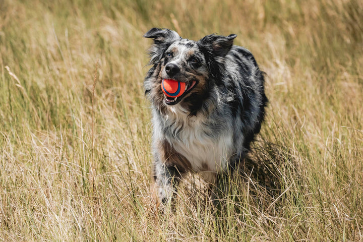 Chuckit! Ultra Rubber Dog Ball, Floating Fetch Toy, Medium 2.5-in, 2-Pack