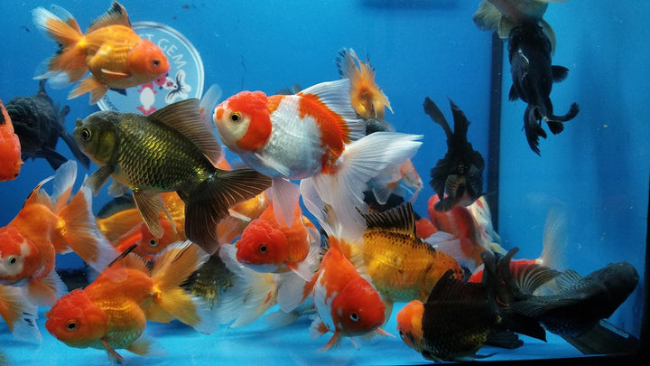 WorldwideTropicals Live Freshwater Aquarium Fish - 4" Assorted Oranda Goldfish - Great for Aquariums - Populate Your Fish Tank!