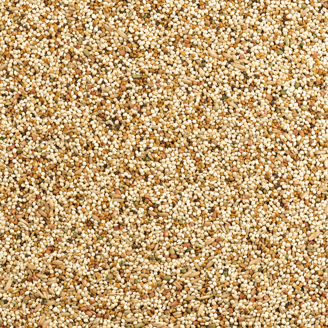 Wild Harvest Daily Blend Nutrition Diet for Parakeet, Canary and Finch, Orange Flavored, 10 Pounds (Pack of 2)