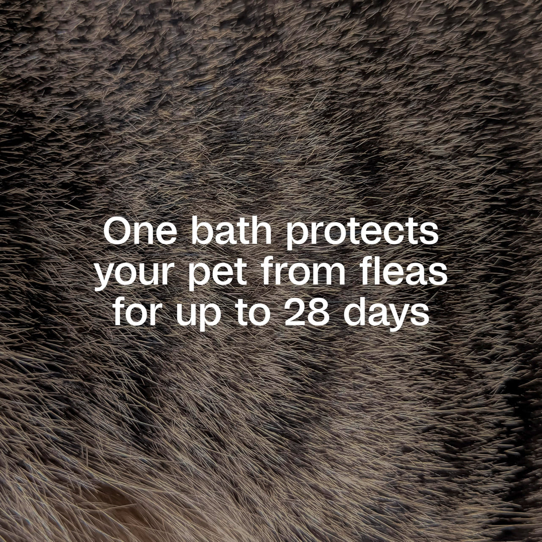 ADAMS Plus Flea &amp; Tick Shampoo with Precor for Dogs &amp; Cats, 12 oz