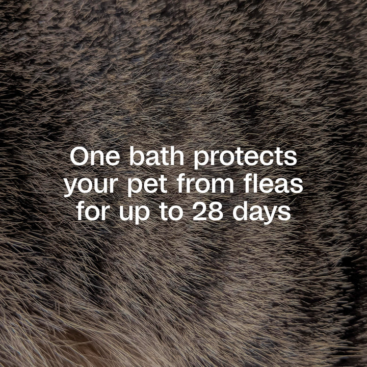 ADAMS Plus Flea &amp; Tick Shampoo with Precor for Dogs &amp; Cats, 12 oz