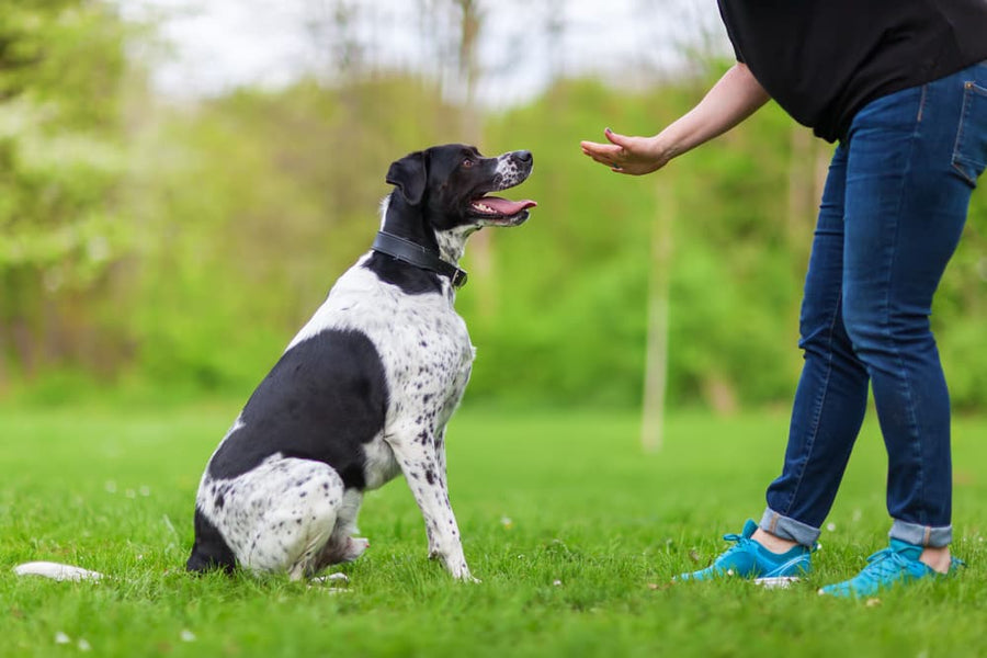 Dog sitting attentively during an outdoor training session