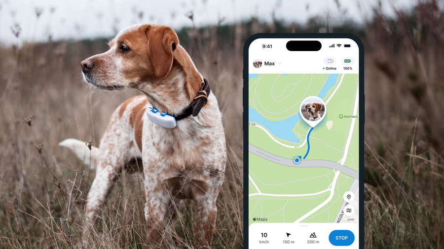 Dog wearing a GPS tracker beside a live-tracking app screen