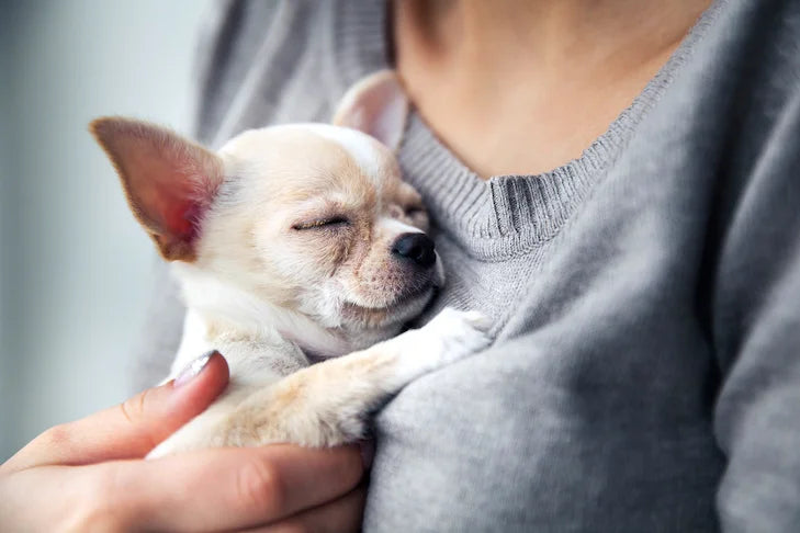 Person holding a small dog close to their chest