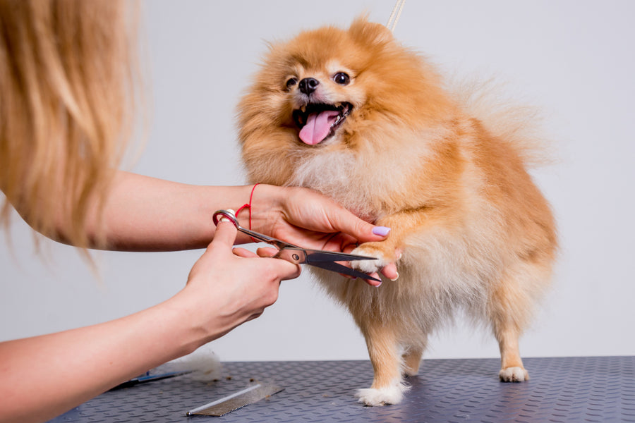 Pomeranian having its fur trimmed on a grooming table