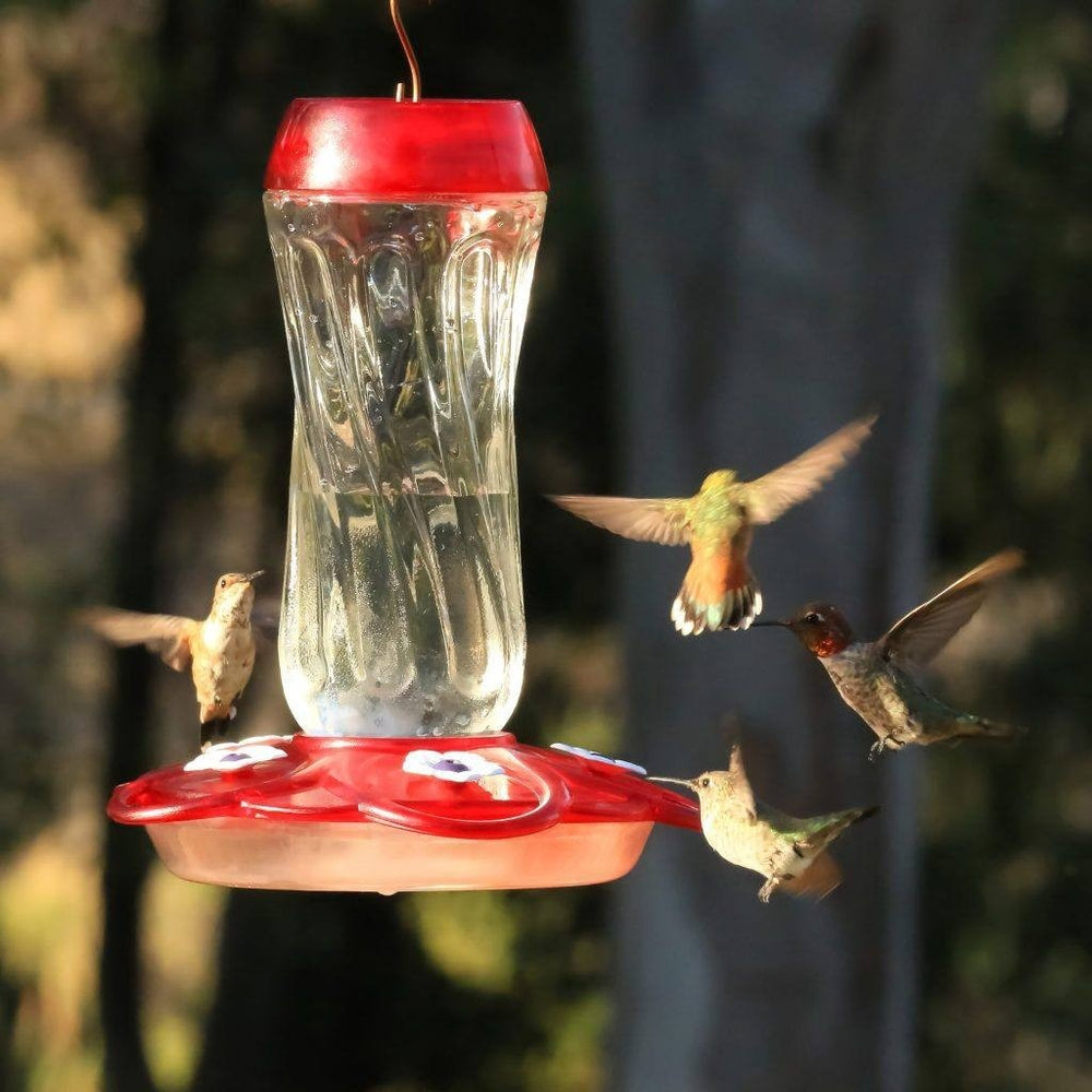 More Birds Orion Glass Hummingbird Feeder-